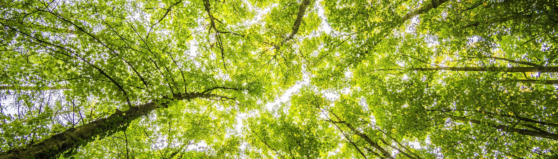 Homepage Evers ReForest The Reforestation Company of the Eversfrank